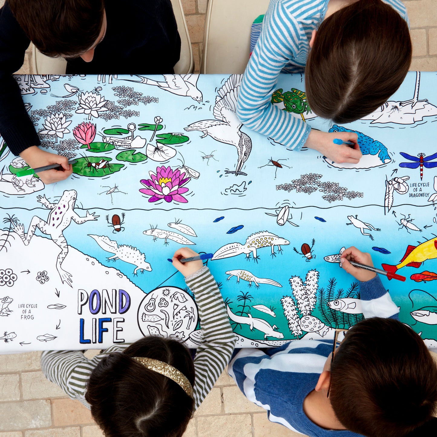 Pack Ciclo de vida especies en laguna + 10 marcadores